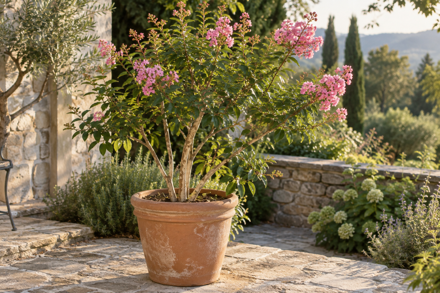 Lagerstroemia fertiliser plant portrait