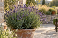 Lavandula angustifolia · L. × intermedia · L. stoechas