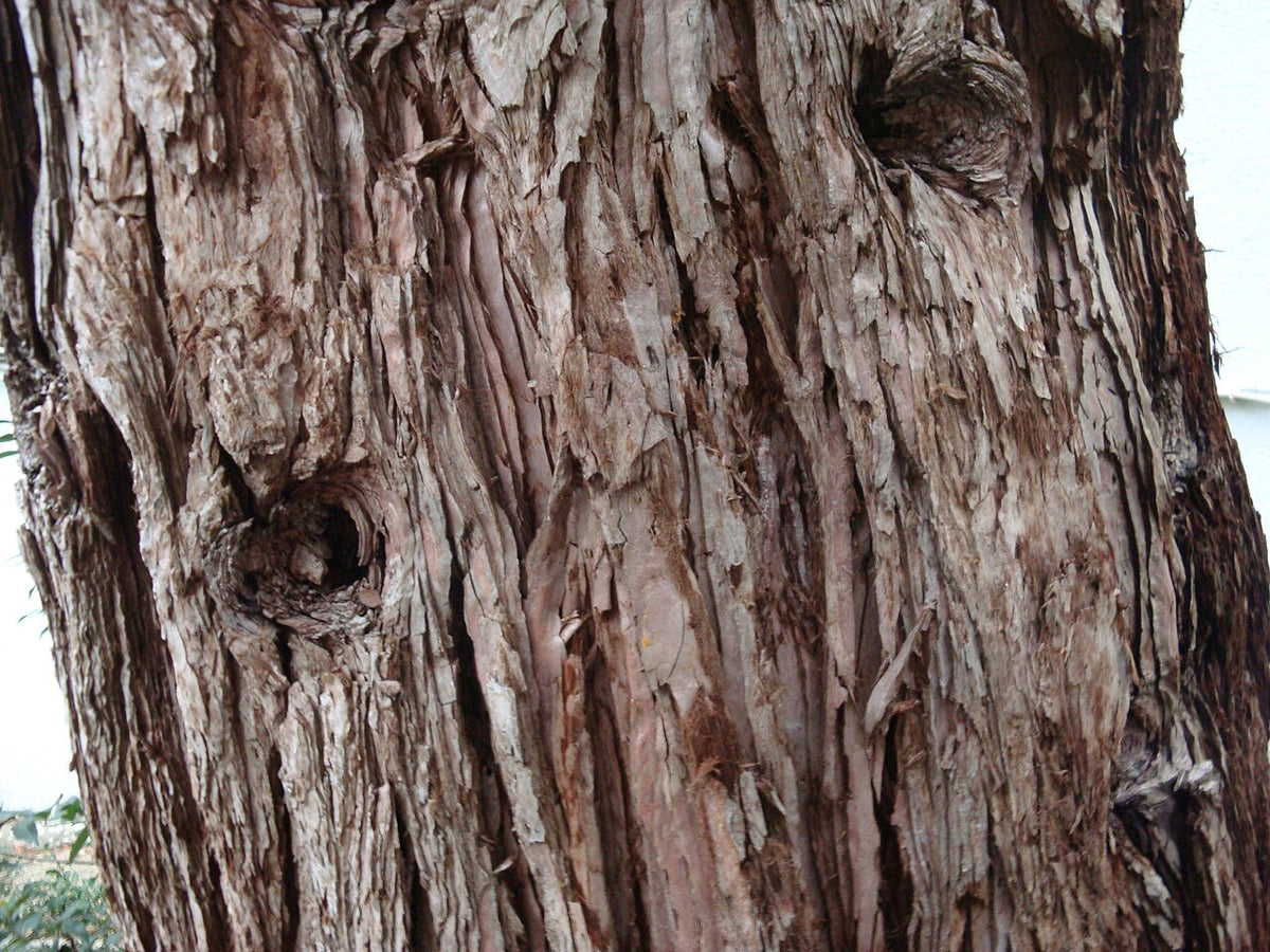 Giant sequoia bark