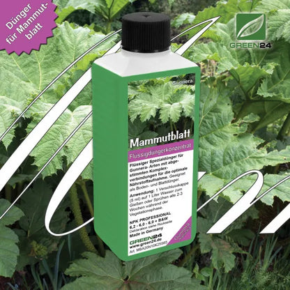 Mammutblatt-Dünger 250 ml vor Gunnera-Blättern