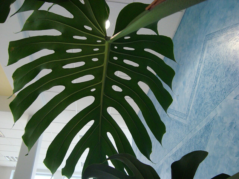 Natürlich geschlitztes grünes Blatt von Monstera deliciosa