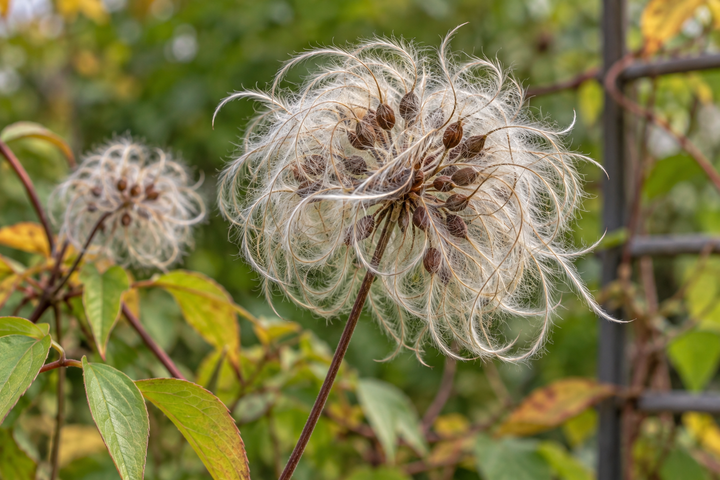 Detail eines federigen Clematis-Fruchtstands als botanisches Beispiel.