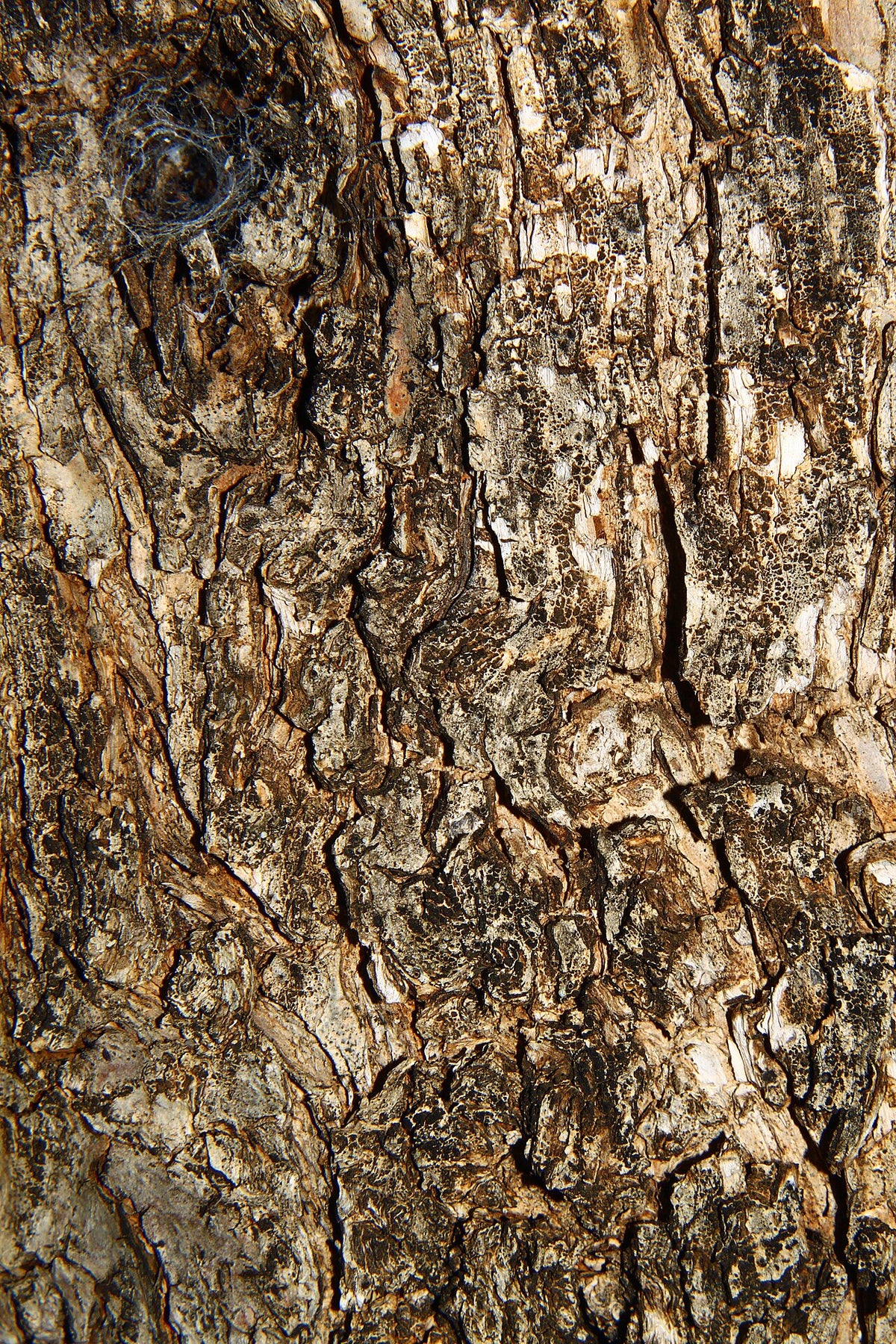 Olive bark