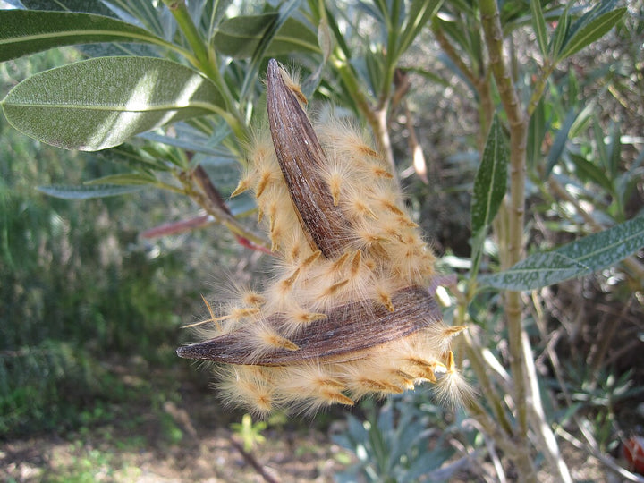 Open brown oleander seed pod with numerous seeds bearing pale silky tufts among green leaves.