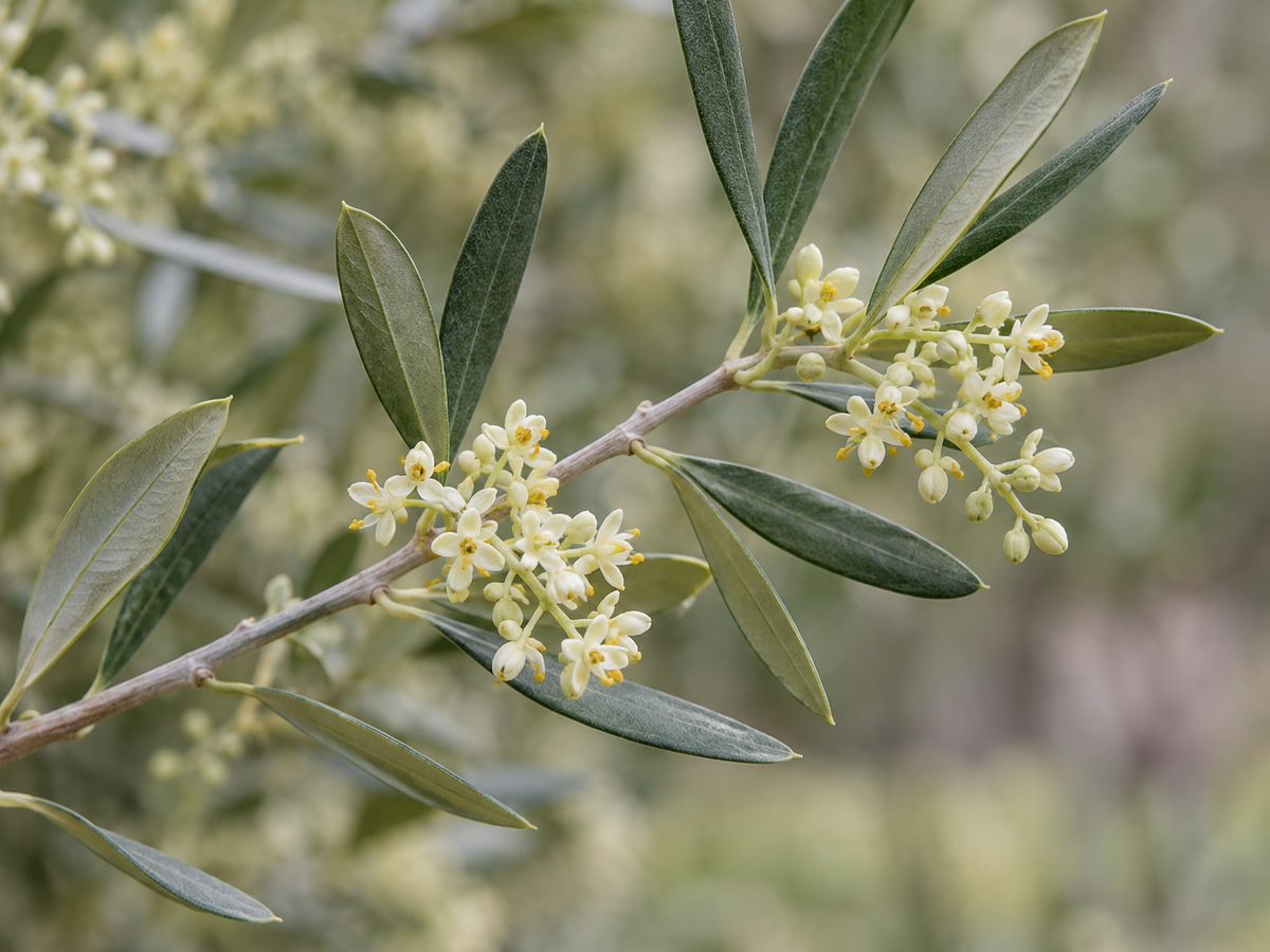Olive flowers