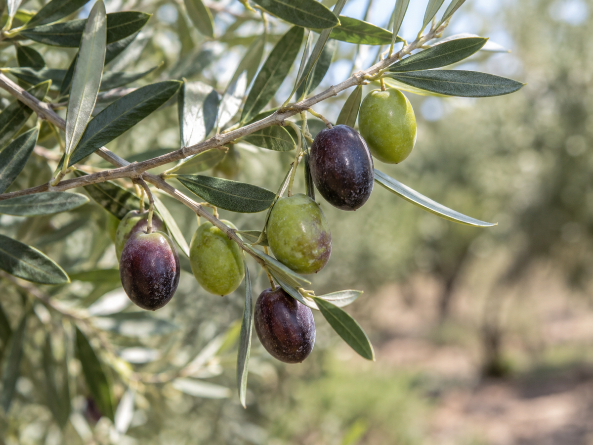 Olives on a branch