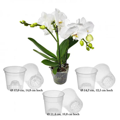 Transparente Orchideentöpfe – Originalansicht