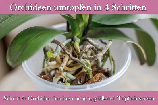 Transparente Orchideentöpfe – Originalansicht
