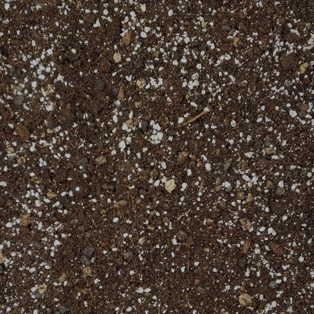 Hoya Compost growing-medium texture