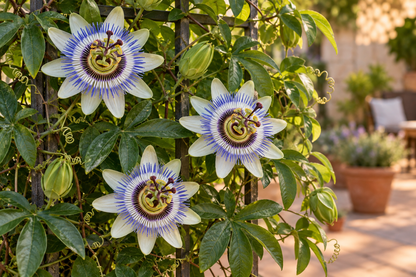 Passiflora caerulea mit Blüten, Ranken und gelappten Blättern