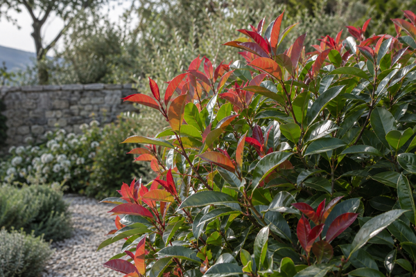 Glanzmispel · Photinia