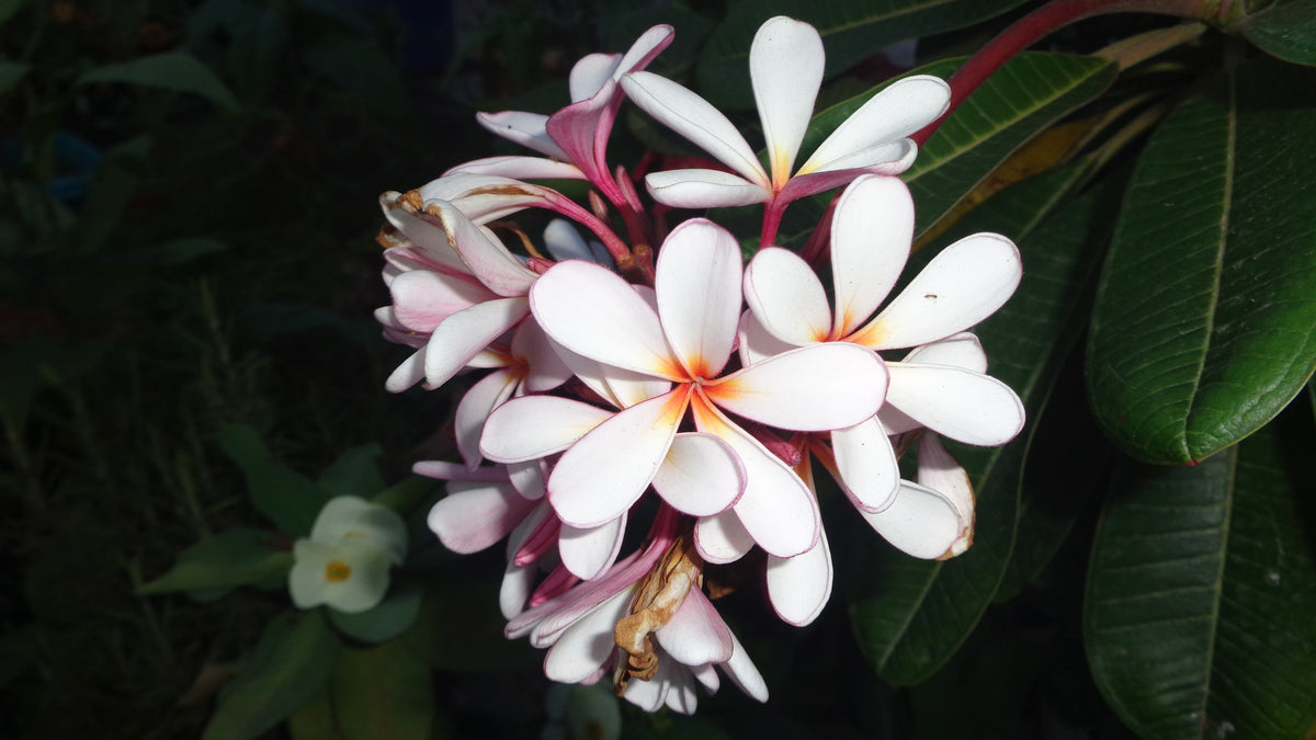 Frangipani flower cluster