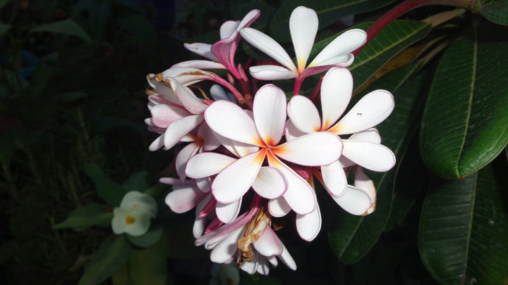 Frangipani-Blüten mit weißen Blütenblättern, rosa Rändern und gelber Mitte vor dunkelgrünen Blättern.