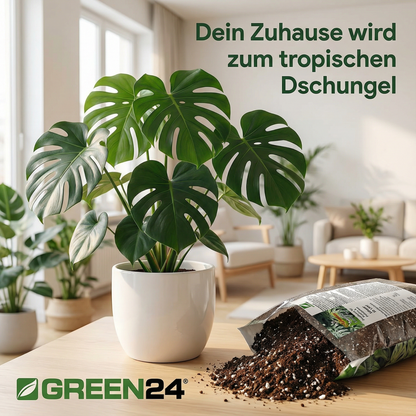 Monstera im Wohnraum mit Substratbeutel und Produktanwendung