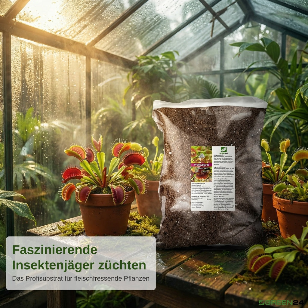 Karnivorensubstrat mit Venusfliegenfallen im Gewächshaus