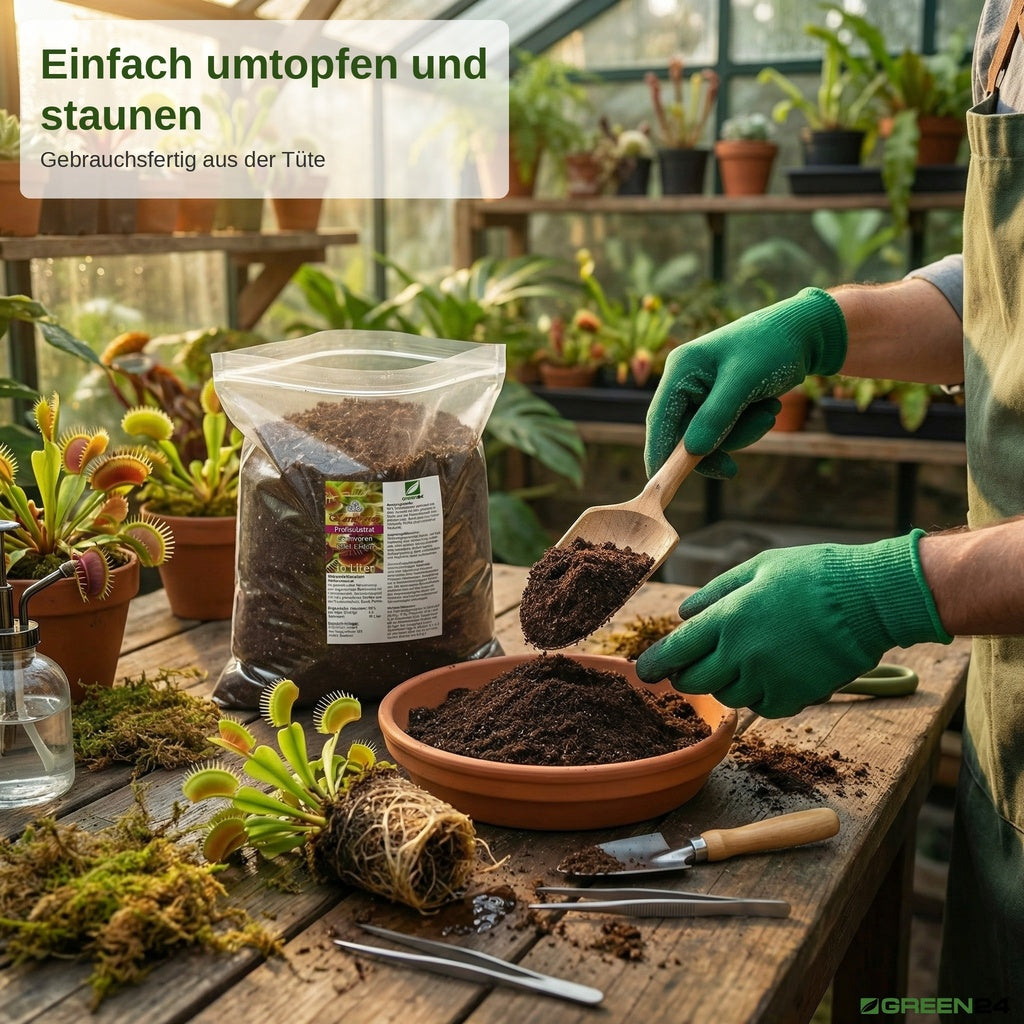 Umtopfen einer Venusfliegenfalle mit Karnivorensubstrat