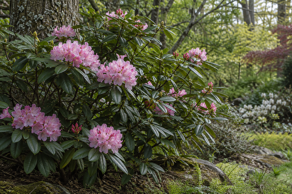 Rhododendren & Azaleen