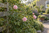 Blühende Gartenrose mit mehreren rosafarbenen Blüten am Strauch