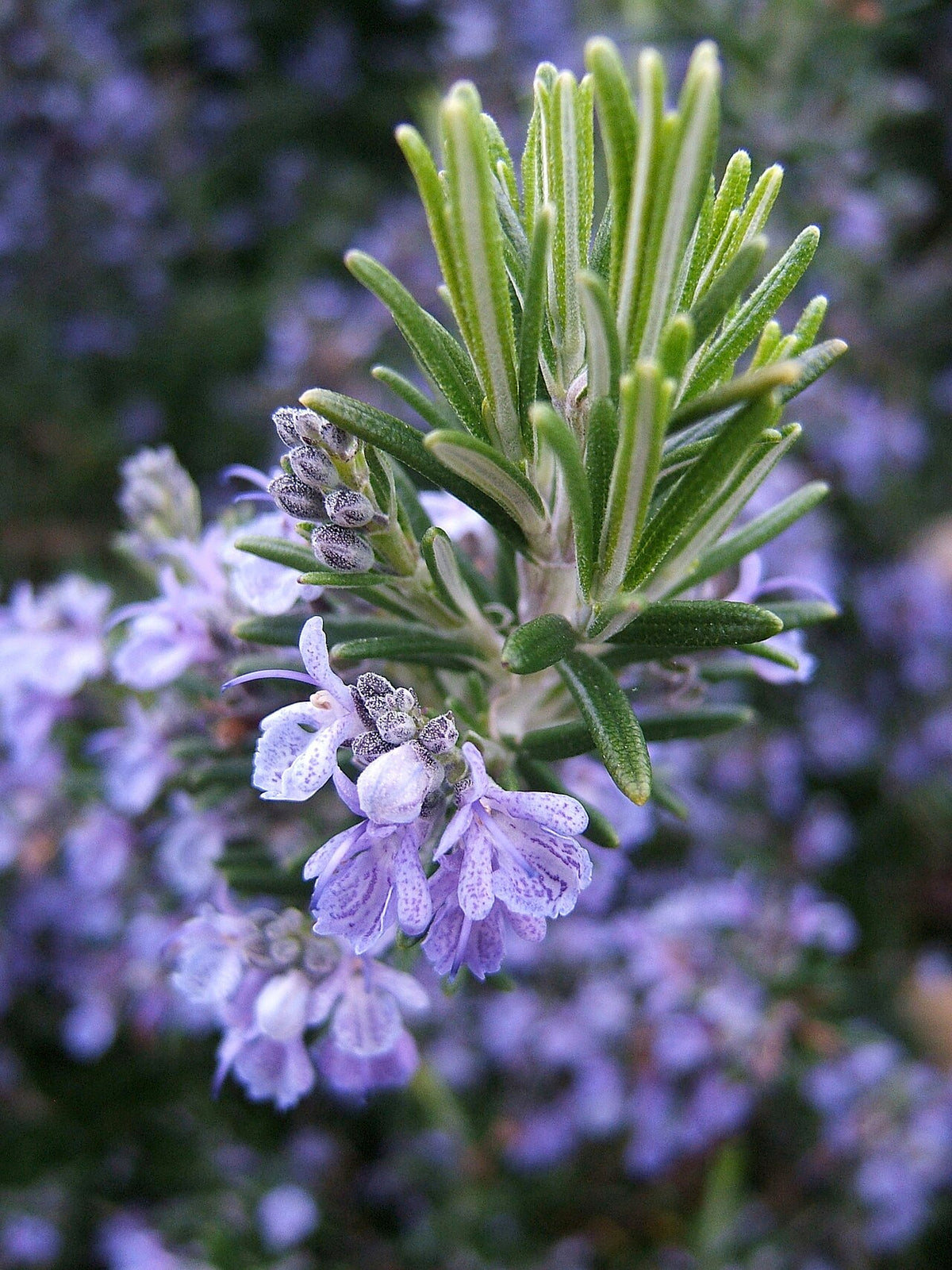 Rosmarinblüten