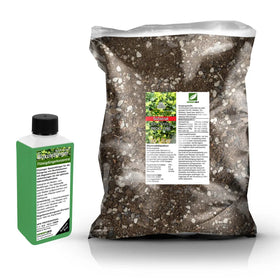 Boxwood Repotting Set