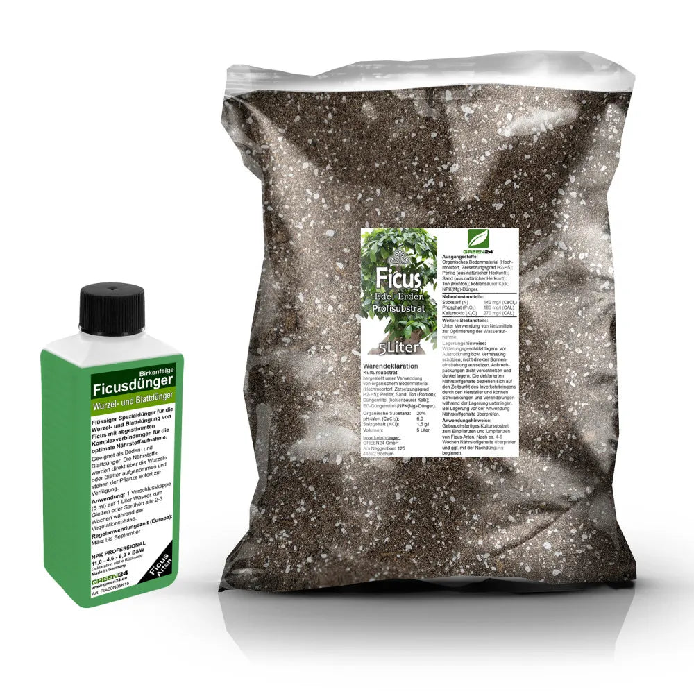 Originalset: Ficus-Umtopfset