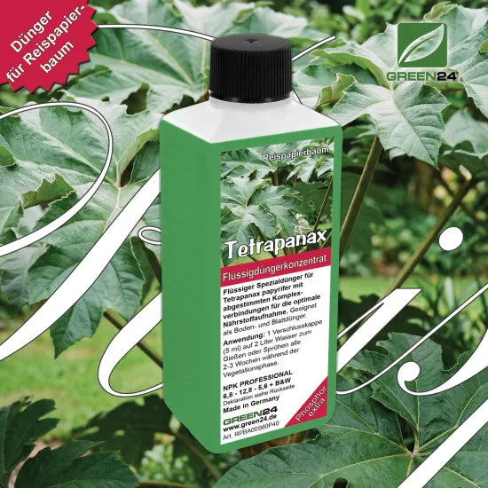Tetrapanax-Dünger 250 ml vor Reispapierbaum-Blättern