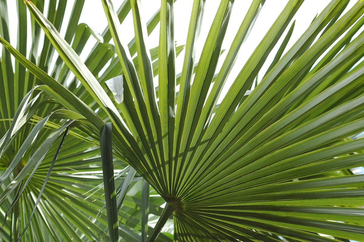 Fächerblatt der Hanfpalme