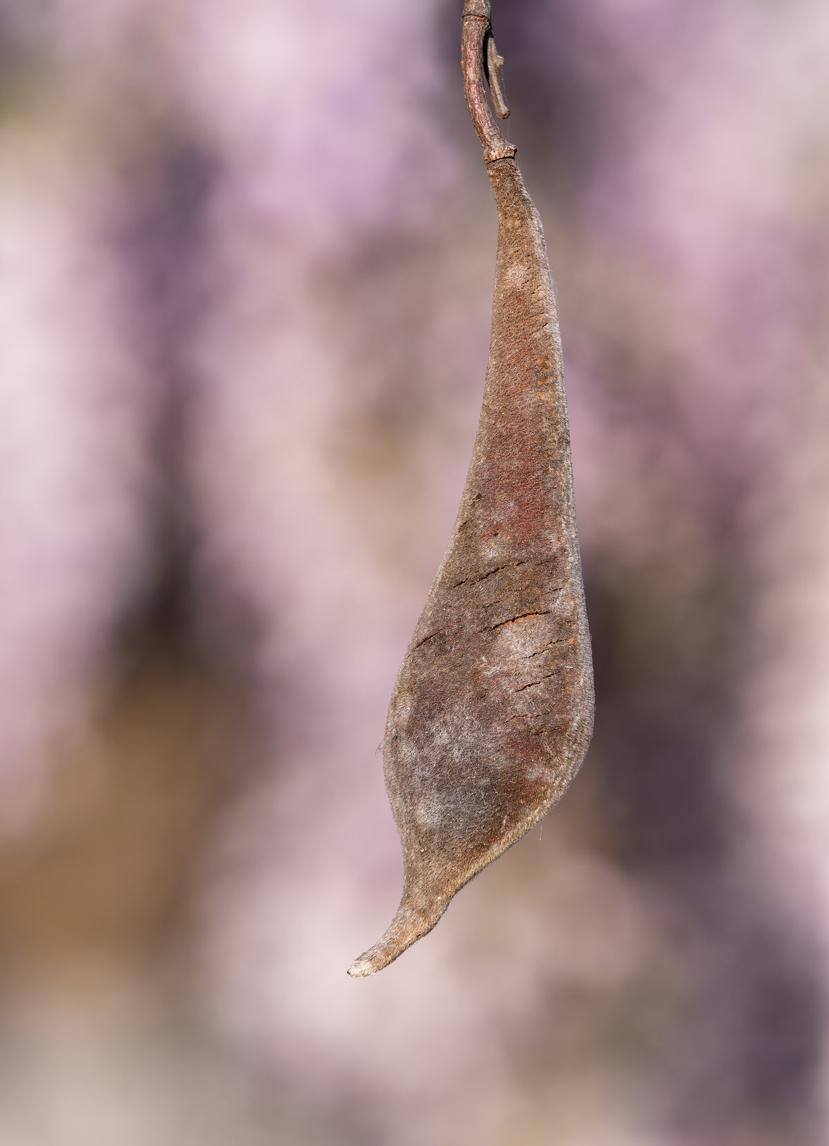 Hairy wisteria pod