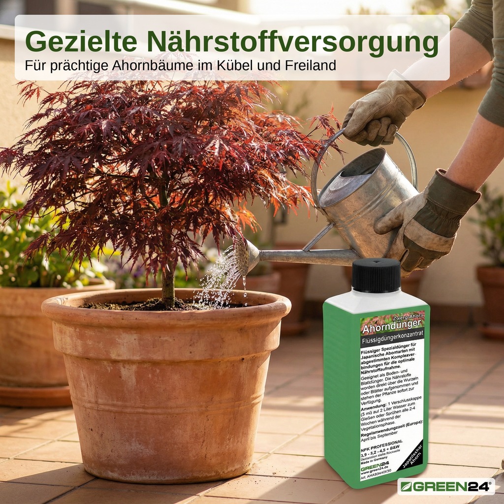 Japanischen Ahorn im Kübel mit GREEN24 Ahorn Flüssigdünger gießen