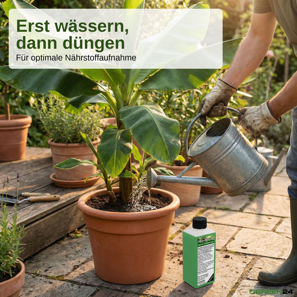 Vorwässern, dann Bananen düngen.