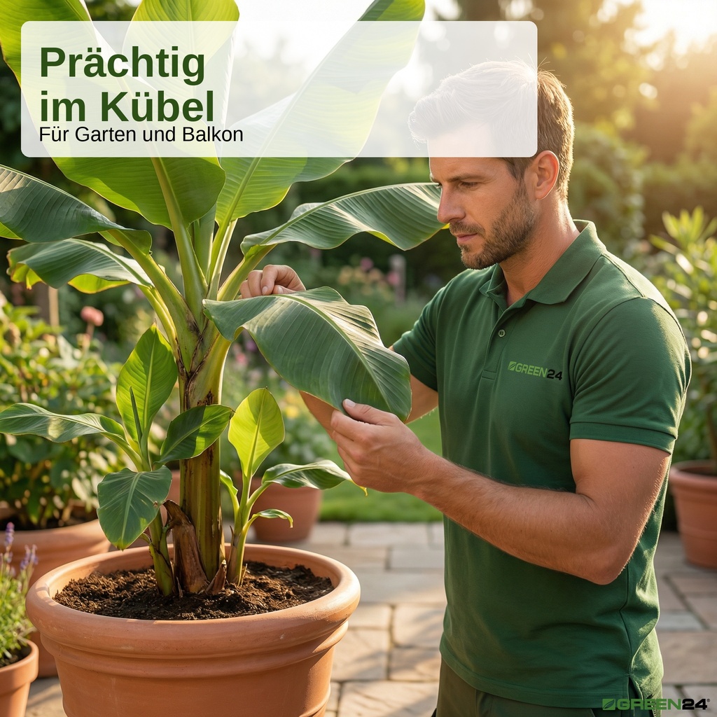 Gesunde gedüngte Blätter einer Bananenstaude