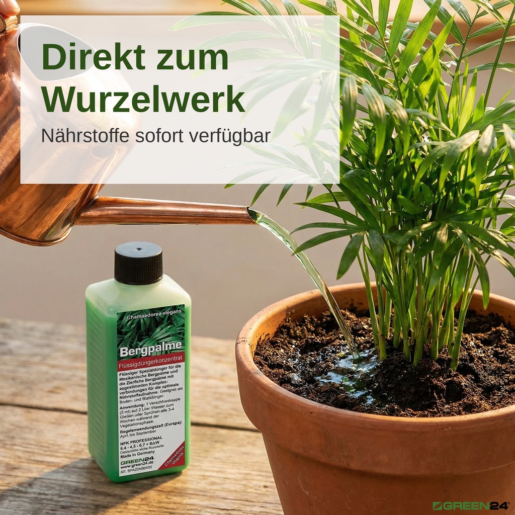 Chamaedorea elegans Bergpalme gießen mit Bergpalmen-Dünger 