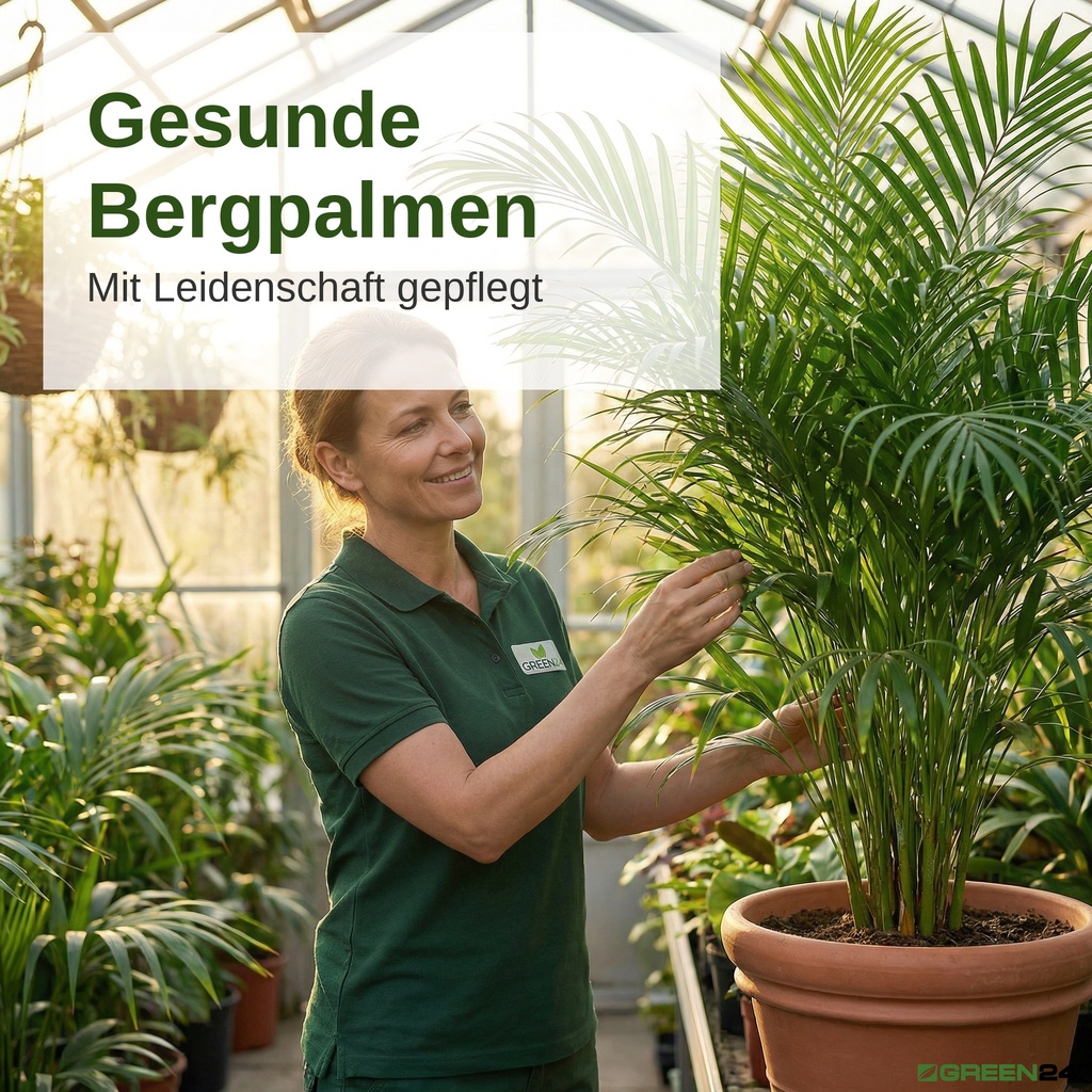 Üppige Chamaedorea elegans Bergpalme düngen