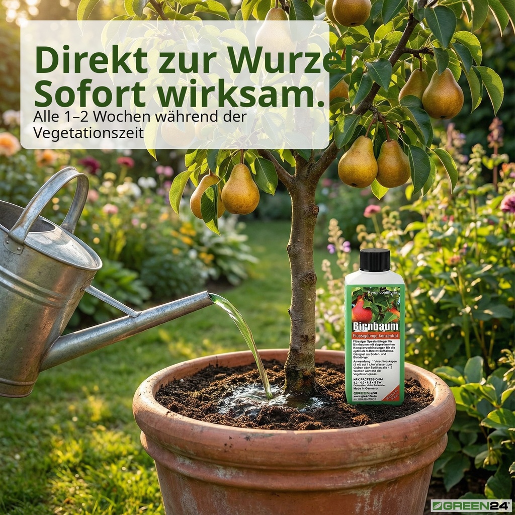 Birnbaum-Dünger an Birnbaum im Terrakotta-Kübel – Wurzeldüngung Pyrus communis Vegetationszeit
