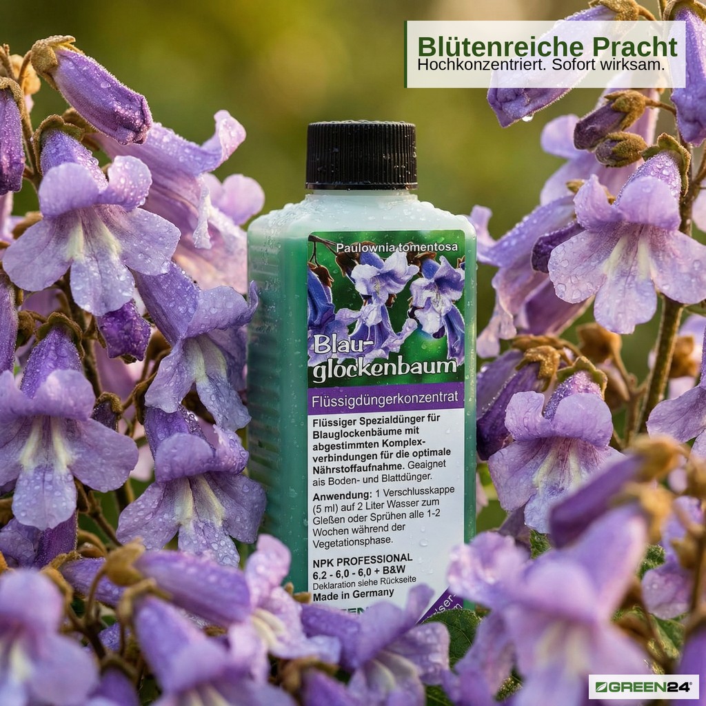 Blauglockenbaum-Dünger für frische, violette Paulownia-Blüten.