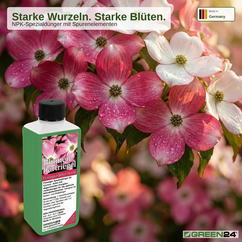 Cornus kousa düngen