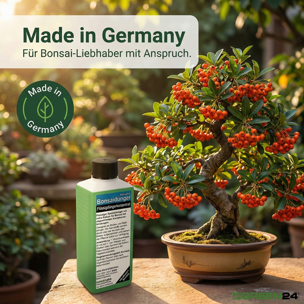 HIGHTECH Bonsai-Dünger bei einem alten Pinien-Bonsai. Ihr Bonsai verdient das Beste.