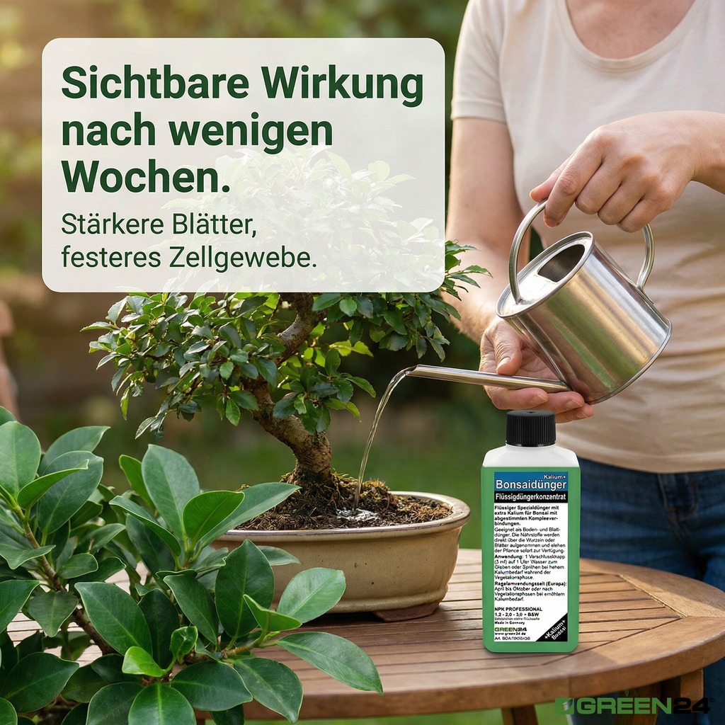 Bonsai wird mit dem Bonsai-Dünger NPK Kalium+ gegossen, Nahaufnahme gesunder Blätter. Sichtbare Wirkung nach wenigen Wochen.
