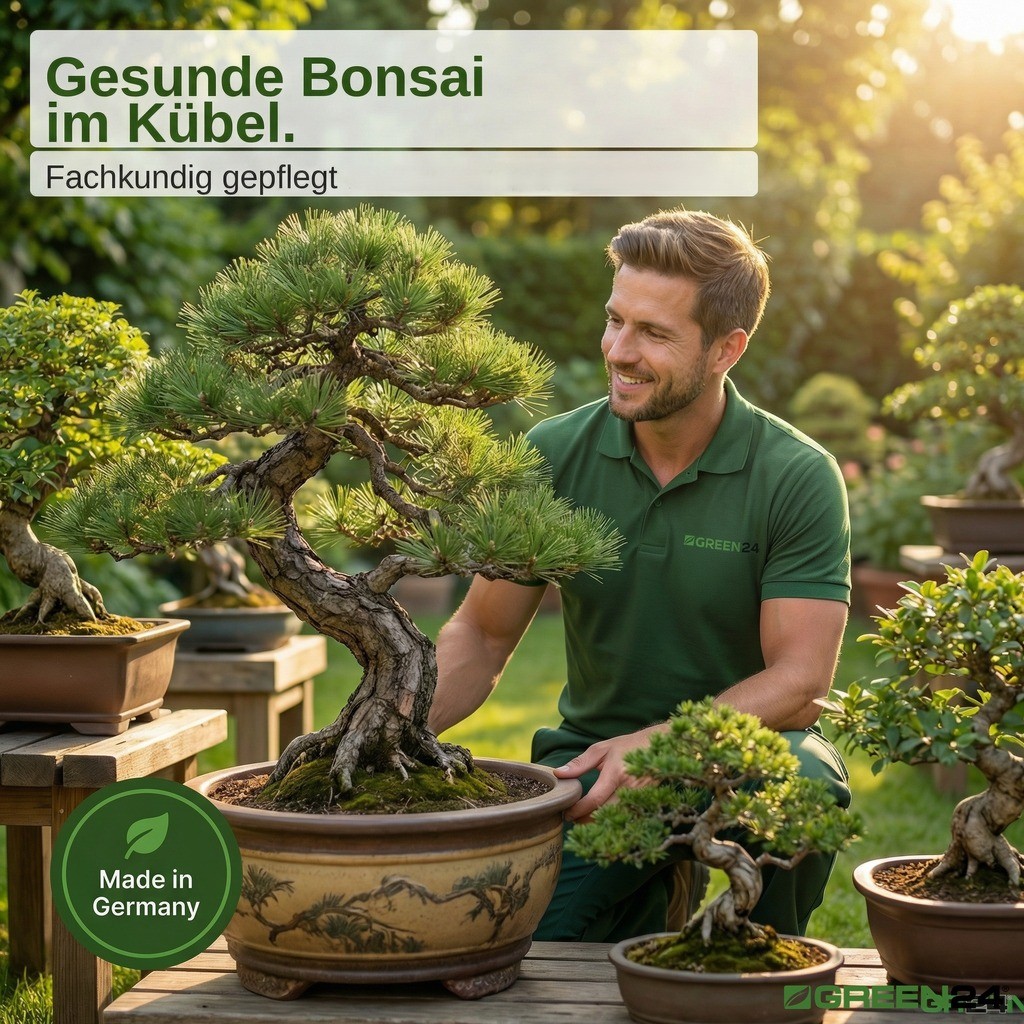 Bonsai im Kübel, mit Bonsai-Dünger. Gesunde Bonsai im Kübel. Made in Germany.