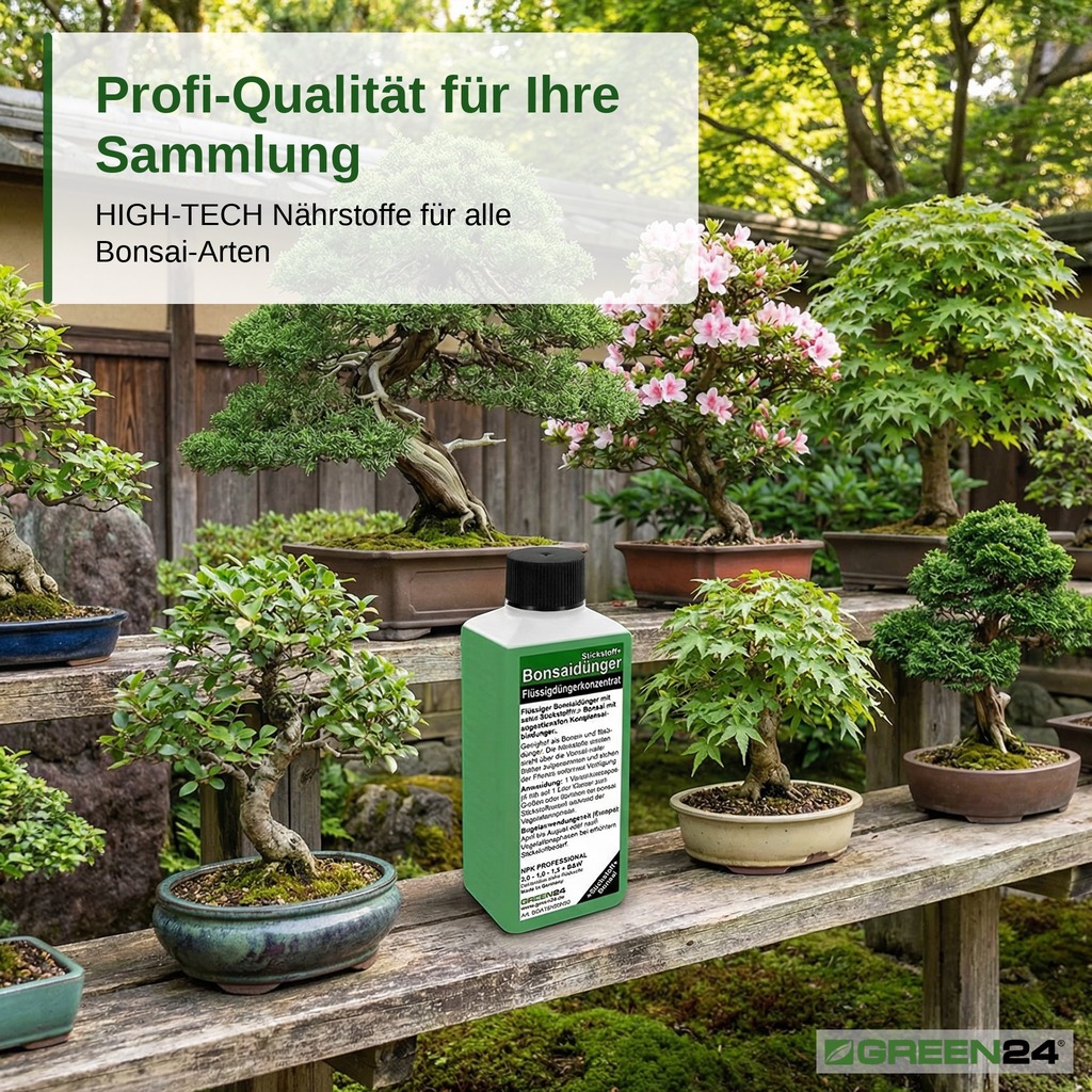 Düngung einer Bonsai-Sammlung auf Holzregalen in einem japanischen Garten, verschiedene Bonsai-Arten in Keramikschalen, Wacholderbonsai und blühender Azaleen-Bonsai.