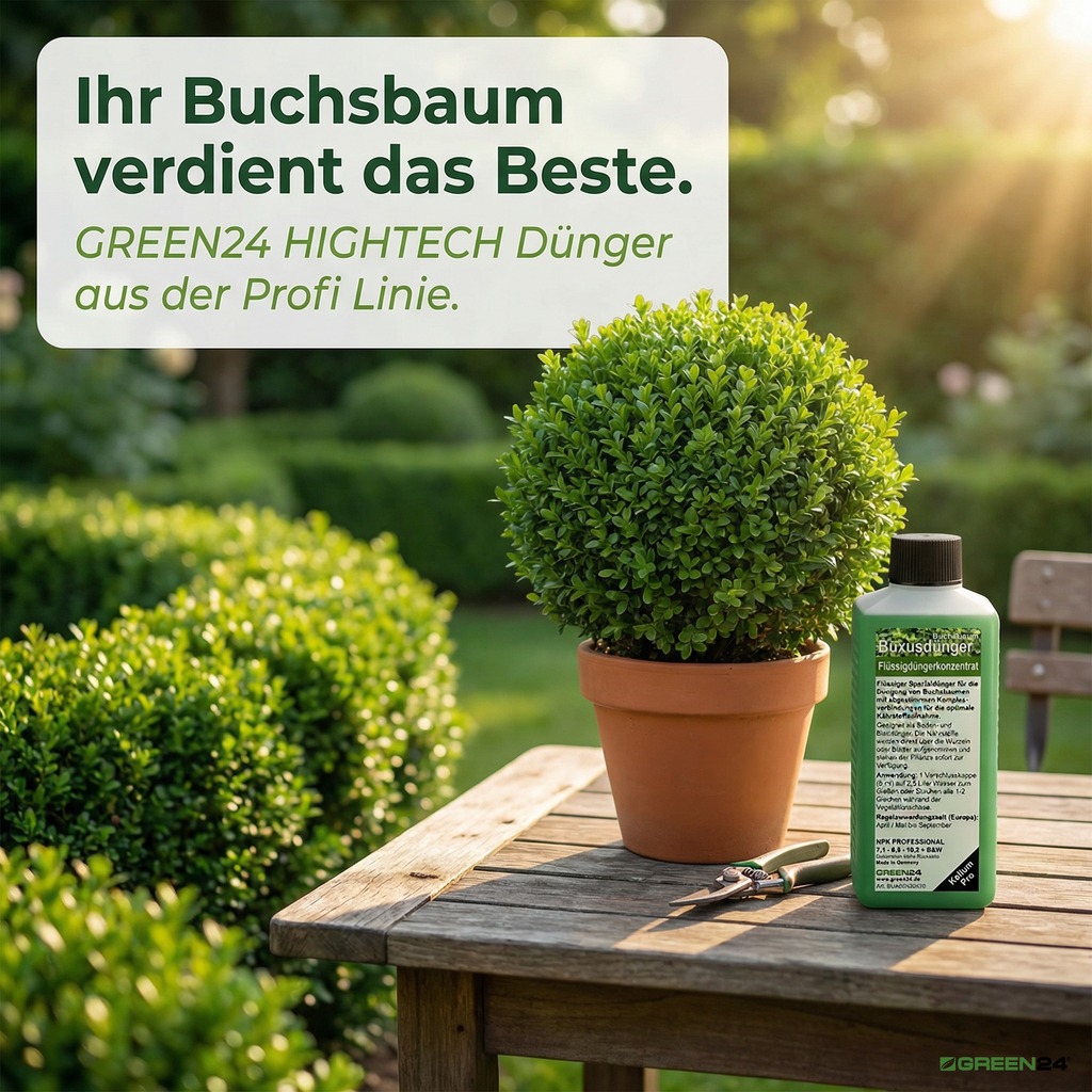 Buxusdünger bei einer Buchsbaumkugel