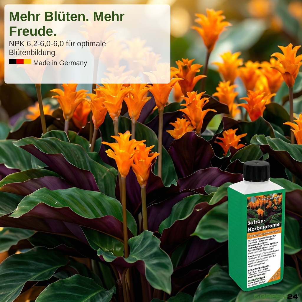 Leuchtend orangefarbene Calathea crocata Blüten durch Korbmarante Flüssigdünger – Made in Germany