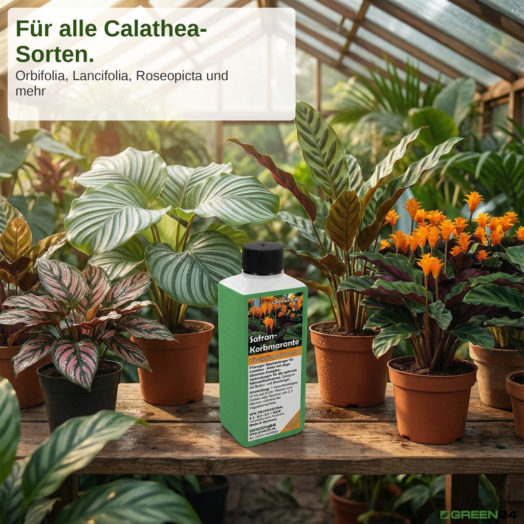 Calathea Dünger im Gewächshaus nutzen für Calathea Orbifolia, Lancifolia, Roseopicta und Crocata