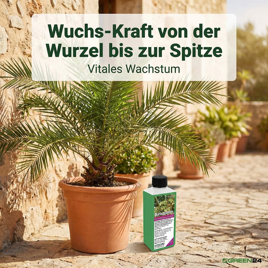 GREEN24 Dattelpalmen-Dünger gesunde Phoenix-Palme in Terrakotta-Kübel