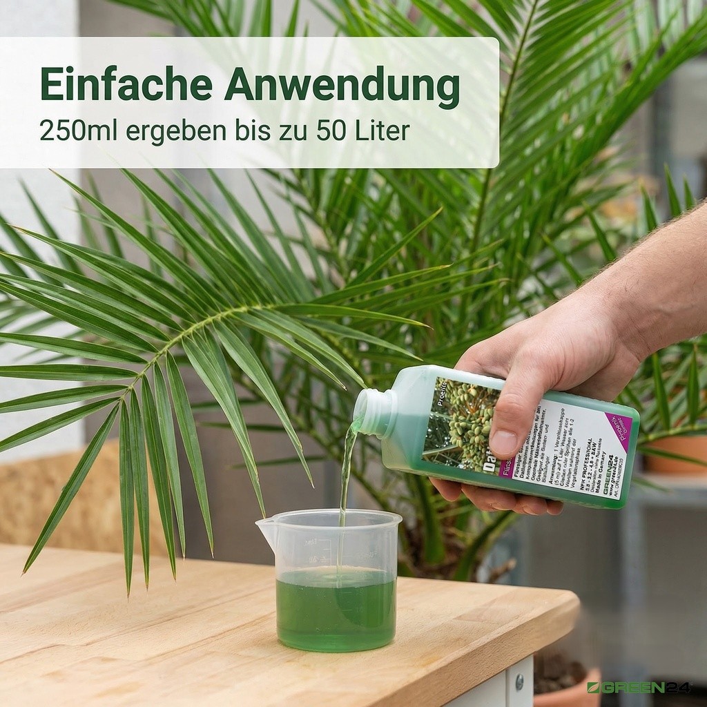 Hand dosiert GREEN24 Dattelpalmen-Dünger in Messbecher, Phoenix-Palme