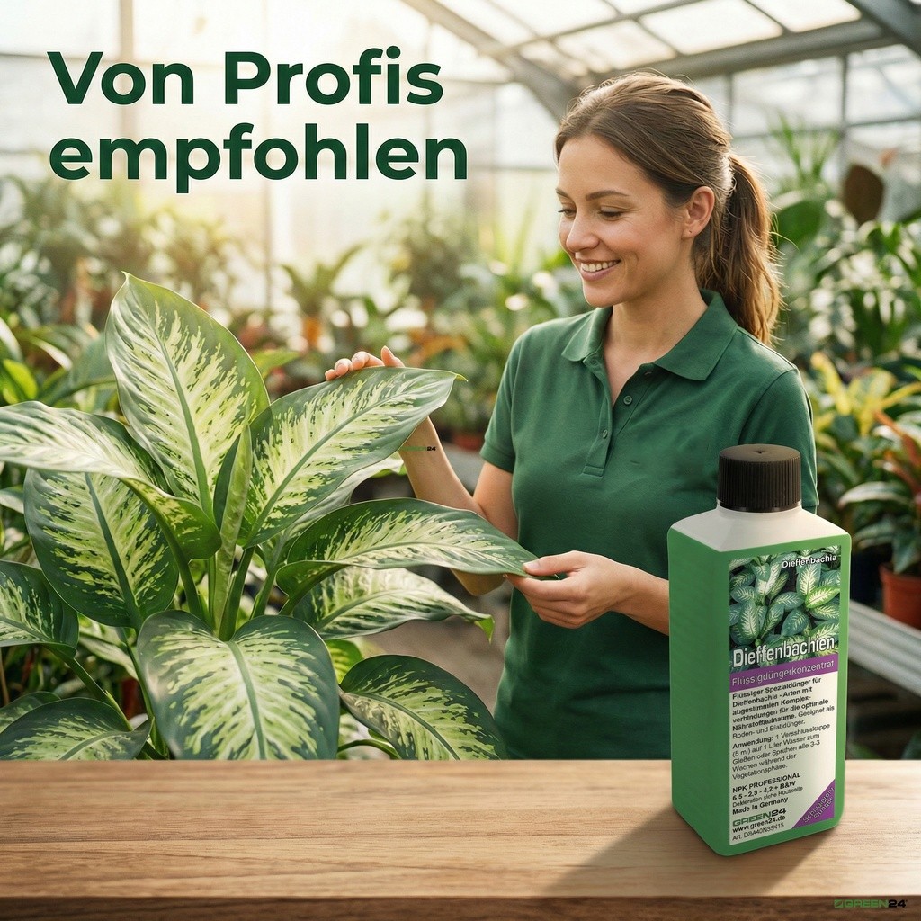 Üppige Dieffenbachia-Pflanze in der Gärtnerei