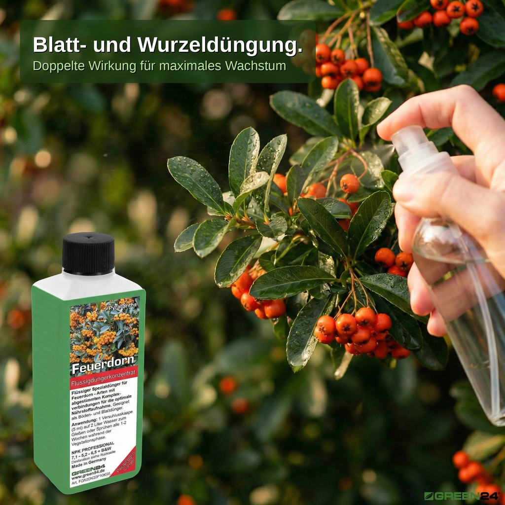 Blattdüngung mit Feuerdorn-Flüssigdünger: Sprühflasche auf Pyracantha-Blätter mit Beeren