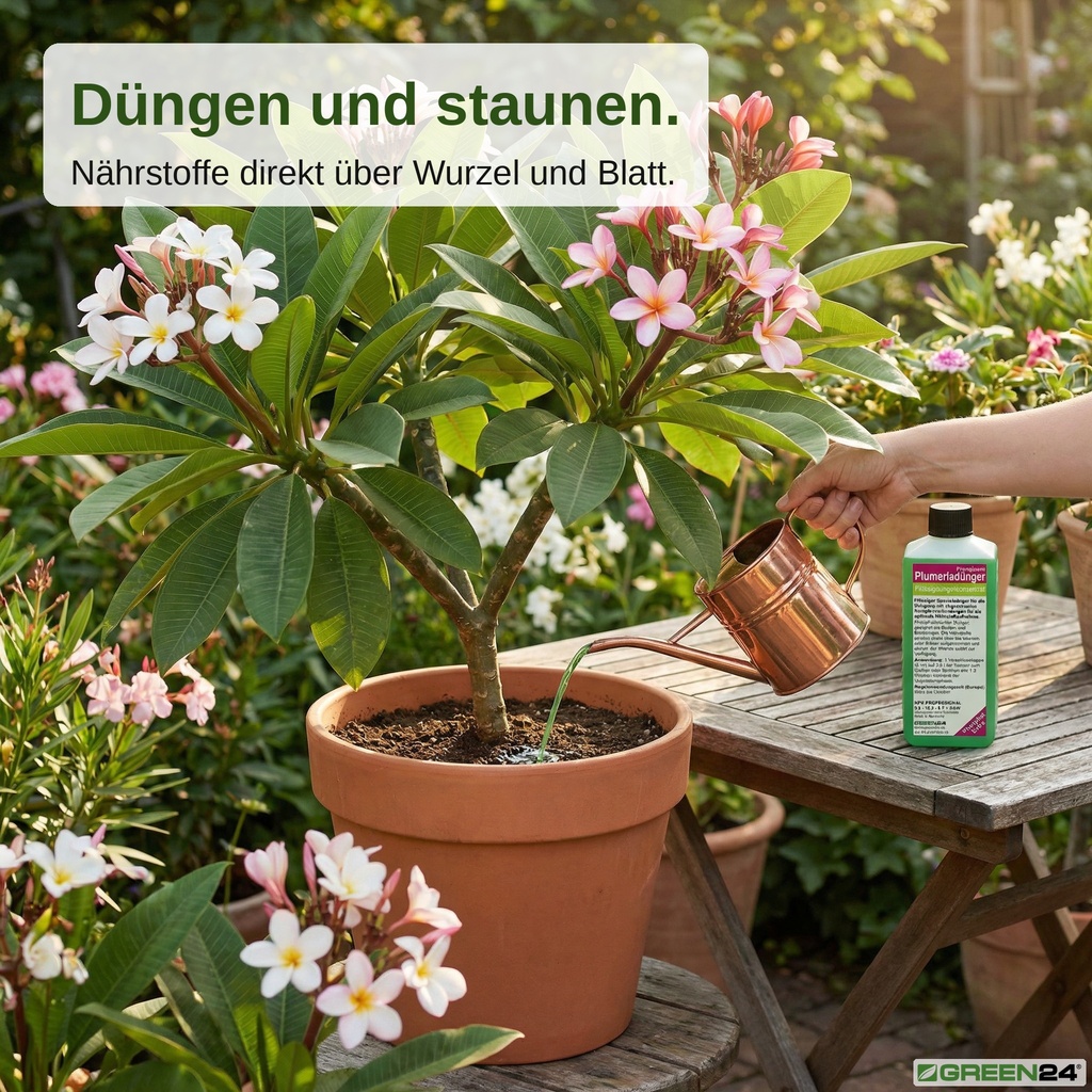 Plumeria gießen. Düngen und staunen.