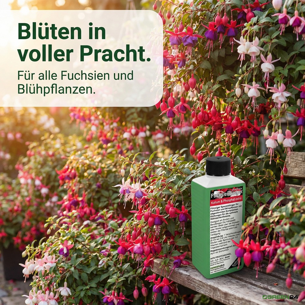 Phosphat extra für blühende Fuchsien