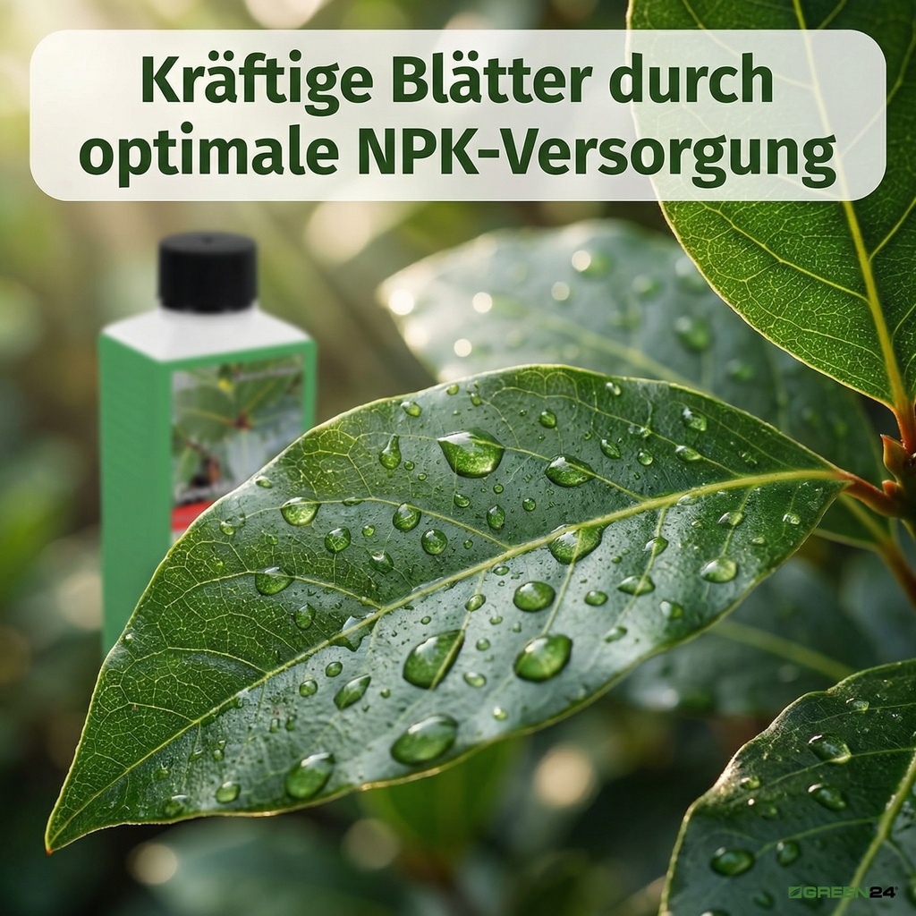 Gewürzlorbeer-Dünger für kräftige Lorbeerblätter